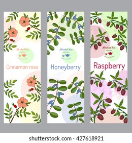 Herbal tea collection. Cinnamon rose, raspberry, honeyberry banner set. Hand drawn vector illustration