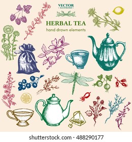 Herbal tea collection hand drawn decorative inking vintage sketch cups, teapot, dragonfly, herbs, currants, cranberries, cranberry, clover, herbs collection, herbal tea set vector 