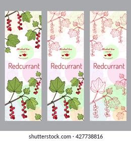 Herbal tea collection. Red currant banner set. Hand drawn vector illustration