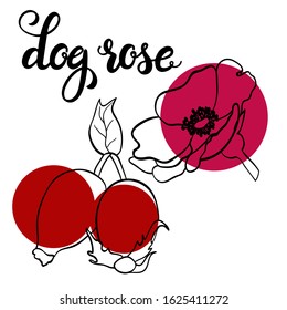 Herbal tea concept design. Hand draw ingredients for winter hot drinks. Vector outline isolated on white background for cafe menu, fliers, chalkboard. Dog rose lettering. Flower calligraphy. line art