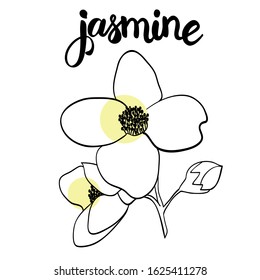 Herbal tea concept design. Hand draw line art ingredients for winter hot drinks. Vector outline isolated on white background for cafe menu, fliers, chalkboard. Jasmine lettering. Flower calligraphy