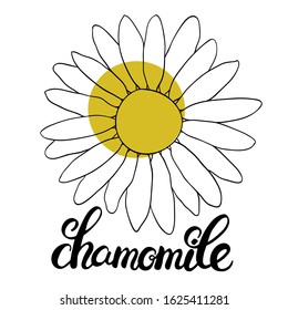 Herbal tea concept design. Hand draw ingredients for  hot drinks. Vector isolated on white background for cafe menu, fliers, chalkboard. Chamomile lettering. Flower calligraphy. Chamomile line art