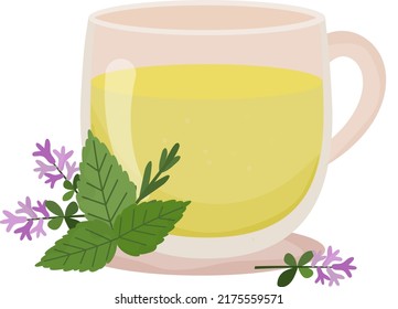 Herbal tea. Cup of tea with thyme and mint. Transparent cup with tea and floral decoration. Hot drink. Healthcare. Homeopathic treatment. Vector illustration on white background. 