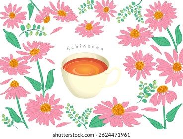 Herbal tea Echinacea and flower illustration