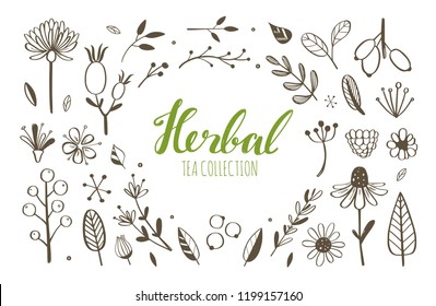 Herbal tea and floral doodle set. Vector hand drawn botanical illustration. Isolated objects on white