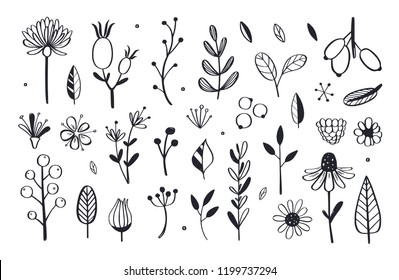 Herbal tea and floral doodle set. Vector hand drawn botanical illustration. Isolated objects on white