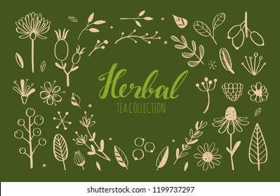 Herbal tea and floral doodle set. Vector hand drawn botanical illustration. Isolated objects on white