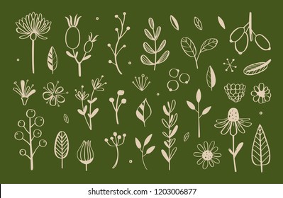 Herbal tea and floral doodle set. Vector hand drawn botanical illustration. Isolated objects on white