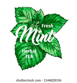 Kräutertee mit Vorlage für neue Minze-Logos. Einziger handgezeichneter Marker mit Pfefferminz. Schilderung der Botanik-Pflanze und der handgeschriebenen Kalligraphie. Botanisches Design, Medizinisches Thema.