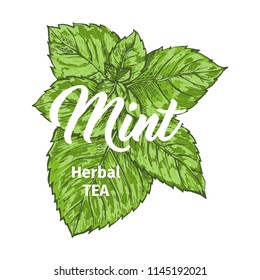 Herbal Tea with Fresh Mint Logo Template. Isolated Hand Drawn Marker Painting Label with Peppermint. Spearmint Botany Plant and Hand-Lettering Calligraphy Inscription. Botanical Design, Medical theme.