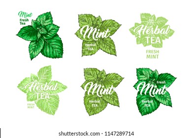 Herbal Tea with Fresh Mint Logo Templates Set. Isolated Hand Drawn Marker Painting Labels with Peppermint. Spearmint Botany Plants and Hand-Lettering Inscription. Botanical Design, Medical theme.