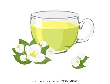 Herbal tea with jasmine in glass cup with flowers and buds  isolated on white background. Vector illustration of hot drink in cartoon simple flat style.