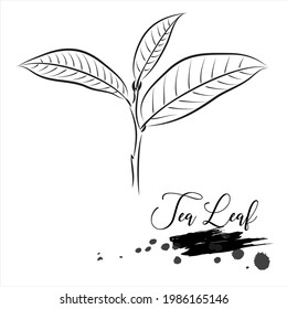 Herbal, tea leaf, medical plant line vector illustration