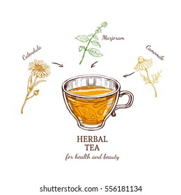 Herbal tea recipe concept valuable for health with calendula marjoram and camomile ingredients isolated vector illustration