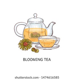 Herbal tea types concept with glass hand drawn teapot and cup and blooming tea sketch vector illustration isolated on white background. Can be used for menu and package.
