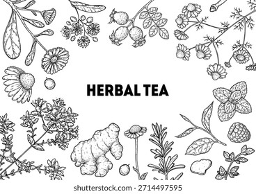 Ilustración de dibujo de Vector de té de hierbas. Ingredientes de té de hierbas. Comida y bebida saludable. colección de boceto de dibujo de Vector. Estilo grabado.