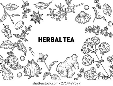 Ilustración de dibujo de Vector de té de hierbas. Ingredientes de té de hierbas. Comida y bebida saludable. colección de boceto de dibujo de Vector. Estilo grabado.