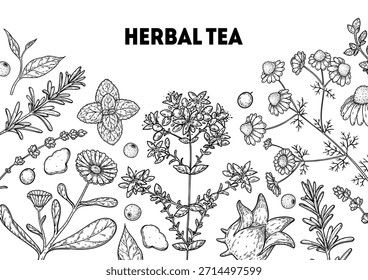 Ilustración de dibujo de Vector de té de hierbas. Ingredientes de té de hierbas. Comida y bebida saludable. colección de boceto de dibujo de Vector. Estilo grabado.