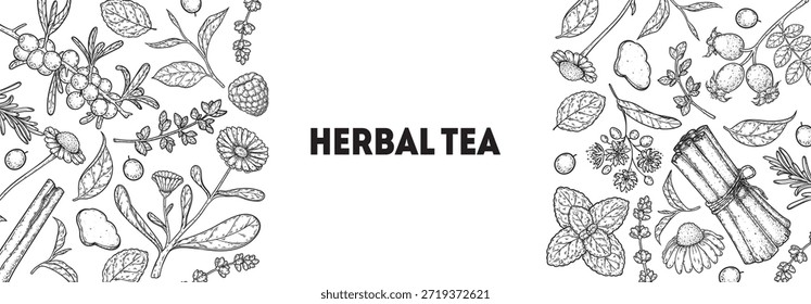 Ilustración de dibujo de Vector de té de hierbas. Ingredientes de té de hierbas. Comida y bebida saludable. colección de boceto de dibujo de Vector. Estilo grabado.