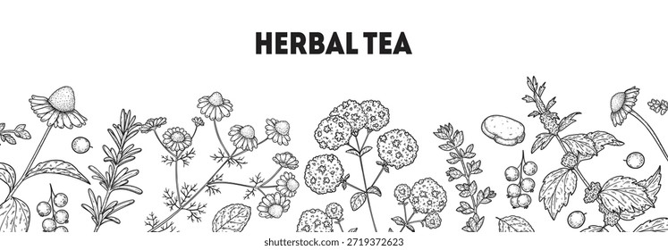 Ilustración de dibujo de Vector de té de hierbas. Ingredientes de té de hierbas. Comida y bebida saludable. colección de boceto de dibujo de Vector. Estilo grabado.