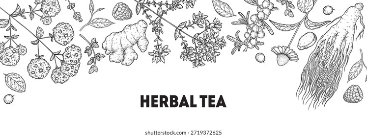 Ilustración de dibujo de Vector de té de hierbas. Ingredientes de té de hierbas. Comida y bebida saludable. colección de boceto de dibujo de Vector. Estilo grabado.