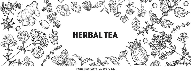 Ilustración de dibujo de Vector de té de hierbas. Ingredientes de té de hierbas. Comida y bebida saludable. colección de boceto de dibujo de Vector. Estilo grabado.