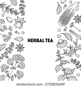 Herbal Tea vector drawing illustration. Herbal tea ingredients. Healthy food and drink . Vector drawing sketch collection. Engraved style.