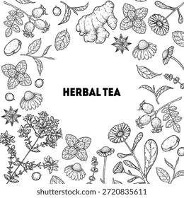 Herbal Tea vector drawing illustration. Herbal tea ingredients. Healthy food and drink . Vector drawing sketch collection. Engraved style.