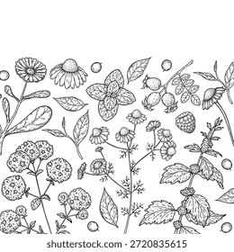 Herbal Tea vector drawing illustration. Herbal tea ingredients. Healthy food and drink . Vector drawing sketch collection. Engraved style.