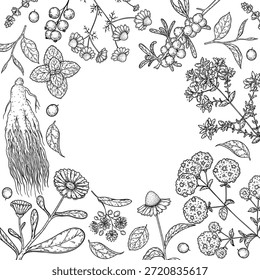 Herbal Tea vector drawing illustration. Herbal tea ingredients. Healthy food and drink . Vector drawing sketch collection. Engraved style.