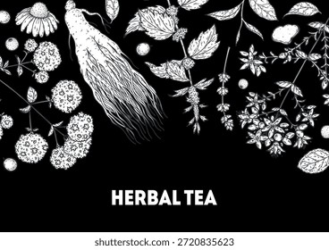 Herbal Tea vector drawing illustration. Herbal tea ingredients. Healthy food and drink . Vector drawing sketch collection. Engraved style.