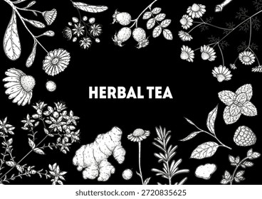 Herbal Tea vector drawing illustration. Herbal tea ingredients. Healthy food and drink . Vector drawing sketch collection. Engraved style.