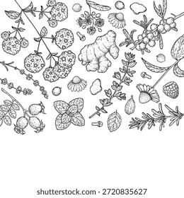 Herbal Tea vector drawing illustration. Herbal tea ingredients. Healthy food and drink . Vector drawing sketch collection. Engraved style.