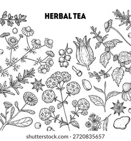 Herbal Tea vector drawing illustration. Herbal tea ingredients. Healthy food and drink . Vector drawing sketch collection. Engraved style.