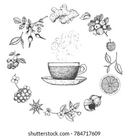 Herbal Tea vector illustration. Vector design with herbal tea ingredients. Hand drawn sketch collection. Engraved style.