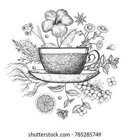 Herbal Tea Vector Illustration. Vector Design With Herbal Tea Ingredients. Hand Drawn Sketch Collection. Engraved Style.