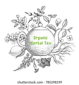 Herbal Tea vector illustration. Vector design with herbal tea ingredients. Hand drawn sketch collection. Engraved style.