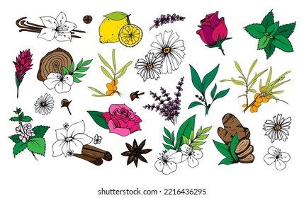 Herbal Tea vector set. Hand drawn sketch illustration. Doodle color plants
