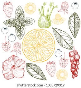Herbal tea. Vector sketch  illustration.