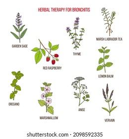 Herbal therapy for bronchitis. Hand drawn vector set of medicinal plants