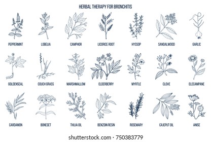 Herbal therapy for bronchitis. Hand drawn vector set of medicinal plants