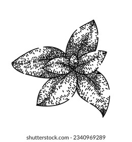 herbal thyme leaf hand drawn. fresh herb, aromatic seasoning, spice twig herbal thyme leaf vector sketch. isolated black illustration