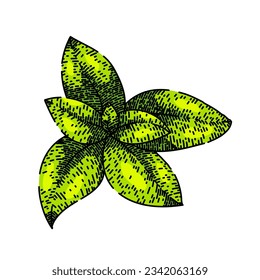 herbal thyme leaf hand drawn. fresh herb, aromatic seasoning, spice twig herbal thyme leaf vector sketch. isolated color illustration