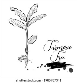 Herbal, turmeric tree, medical plant line vector illustration