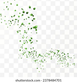Herbal vector with herbaceous mint leaves on a transparent background. Spring green lime or tea leaves.Flying greenish leaves in the wind.Vector realistic illustration of air vortex.