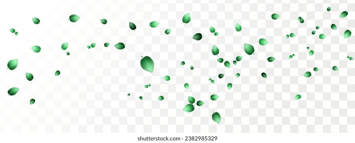 Herbal vector with herbaceous mint leaves on a transparent background. Spring green lime or tea leaves.Flying greenish leaves in the wind.Vector realistic illustration of air vortex.