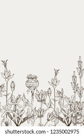 Herbal and wild plants border. Vintage botanical engraved illustration. Vector hand drawn natural elements. Sketch style.