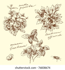 herbal-hand made drawing