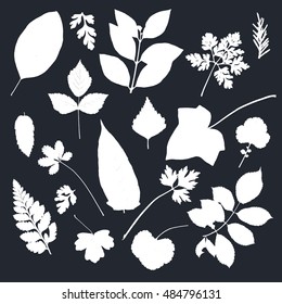 Herbarium. Big vector set with light leaves' silhouettes on the dark background. Collection includes leaves of rose, birch, ivy and different kinds of herbs, flowers, and bushes.