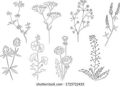 Herbarium botanical hand dawn branches and flowers